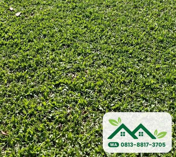 Hamparan rumput gajah mini di kebun, siap panen untuk Tangerang