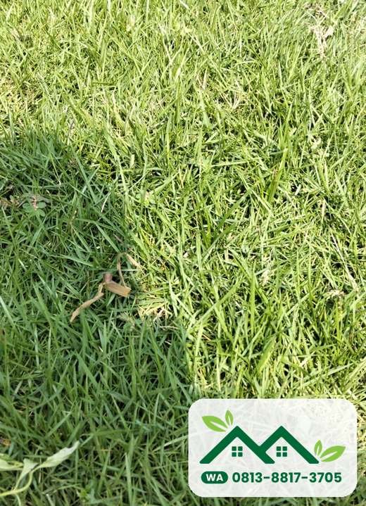 Daun rumput jepang yang halus
