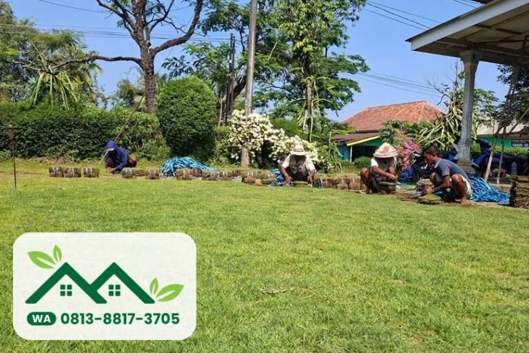 Hamparan rumput jepang untuk Bogor