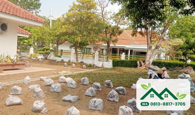 Rumput jepang lembaran siap dipasang di taman