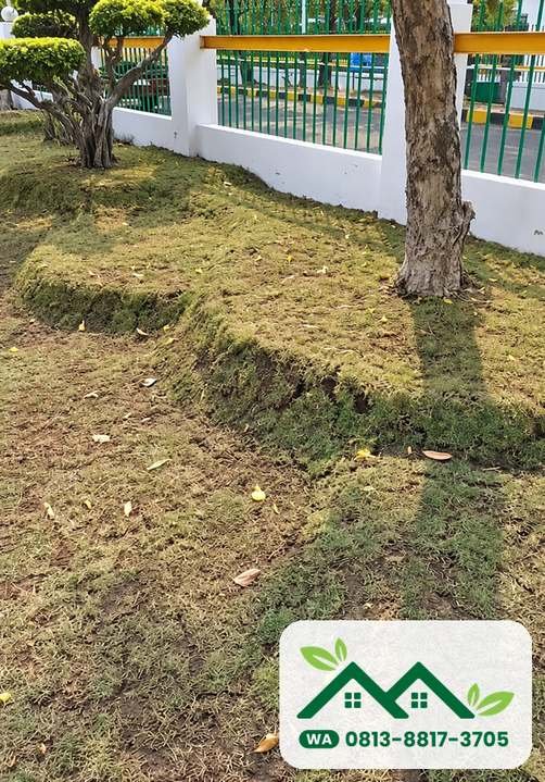 Taman rumput jepang yang sudah terpasang