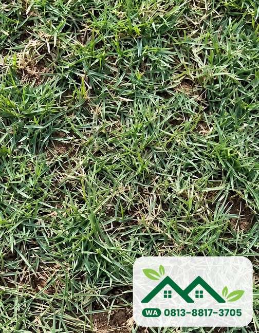 Daun rumput jepang hasil panen untuk pengiriman Gresik