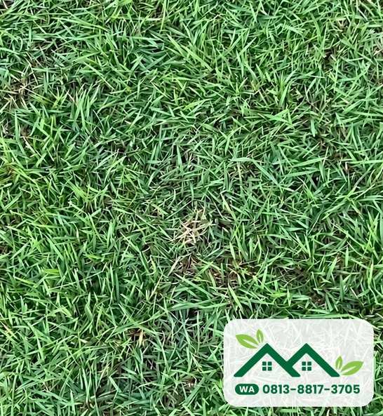 Daun rumput jepang yang rapat, siap kirim ke Gresik