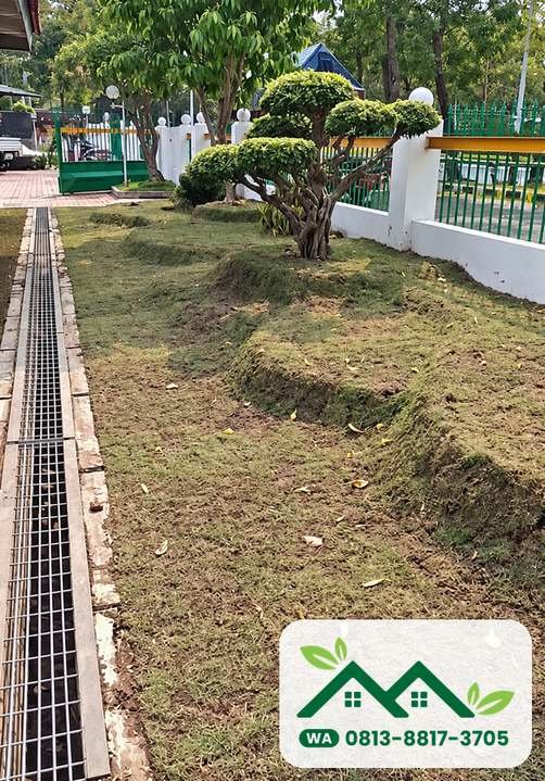 Gundukan taman tertutup rumput jepang di Gresik