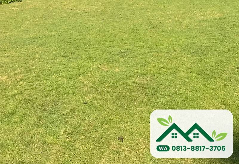 Hamparan rumput jepang di kebun, siap panen untuk Gresik