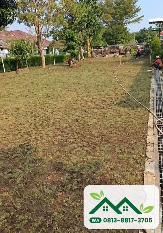 Hamparan rumput jepang terpasang di halaman perumahan Gresik