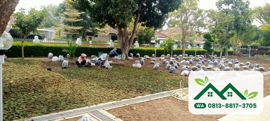Pasang rumput jepang di bawah pohon taman perumahan Gresik