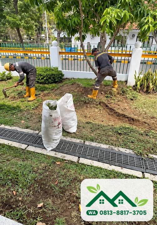 Tanah digemburkan di sekitar pohon sebelum pasang rumput jepang