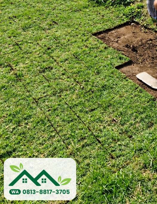 Hamparan rumput jepang untuk lapangan golf