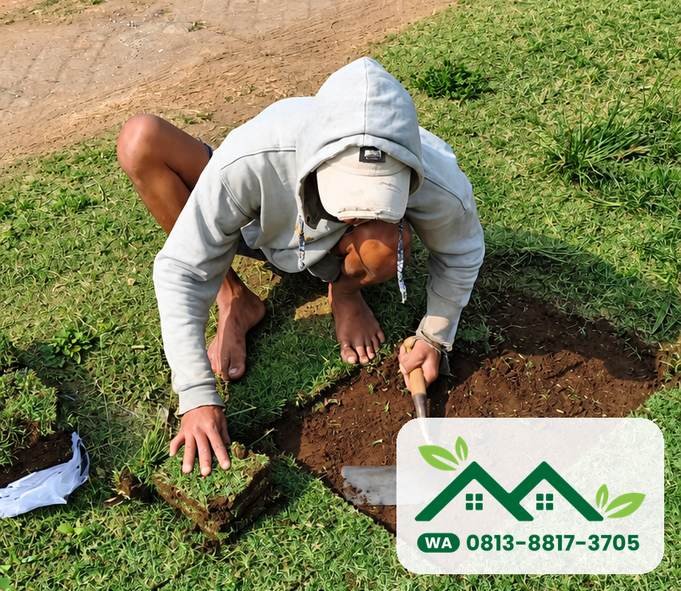 Tukang menanam rumput jepang di Malang