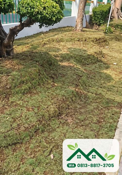 Halaman rumput jepang yang sudah terpasang