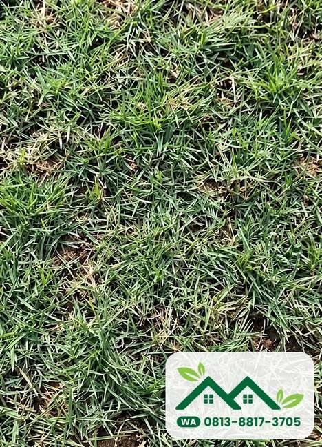 Lembaran rumput jepang hasil panen