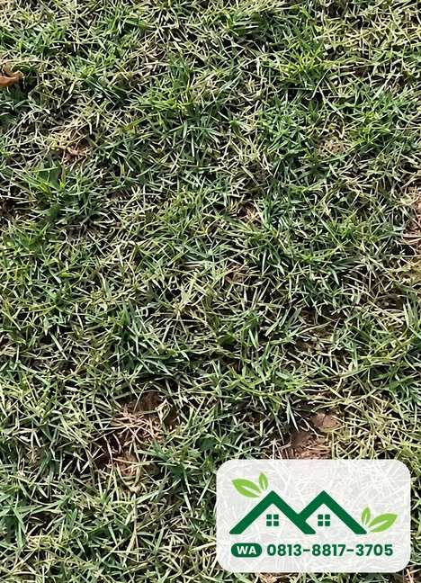 Daun rumput jepang yang halus dan rapat