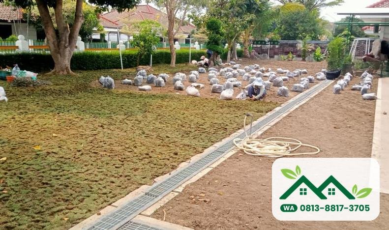 Rumput jepang lembaran saat proses pemasangan