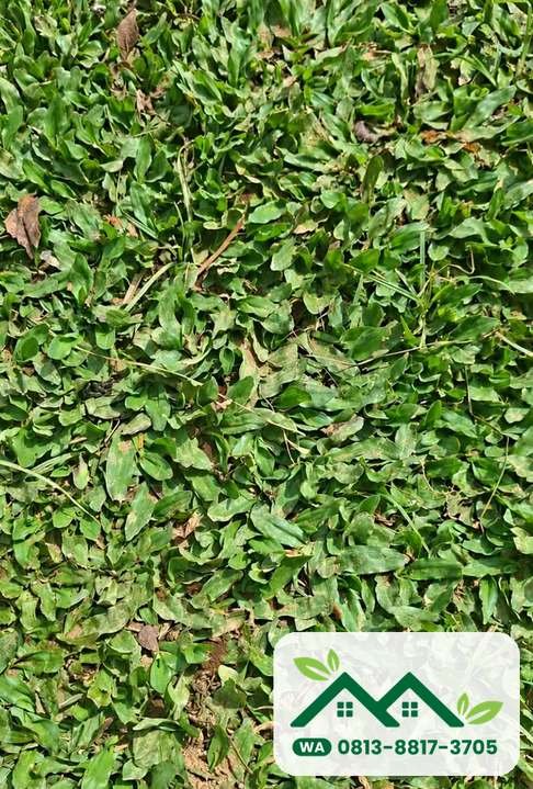 Rumput yang mulai menguning setelah ditanam