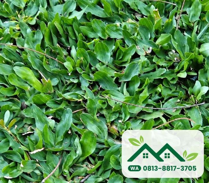 Daun rumput gajah mini yang kecil dan rapat