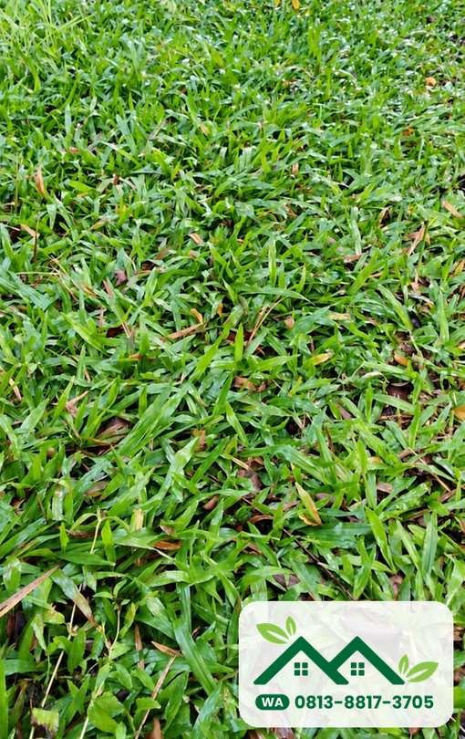 Hamparan rumput gajah lokal paitan