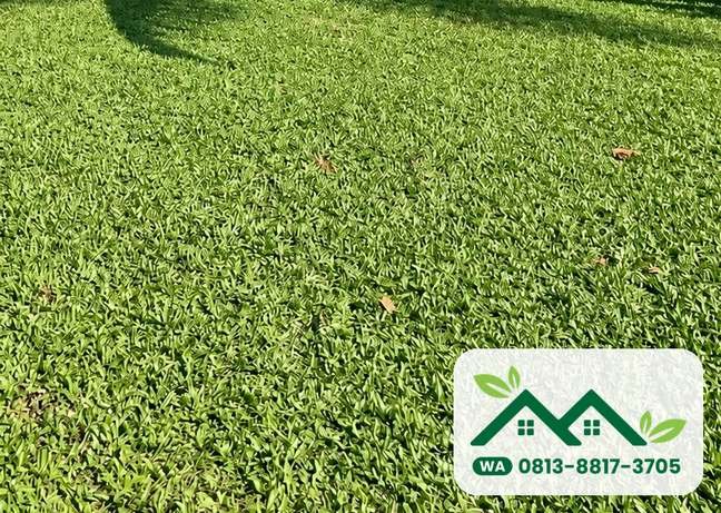 Rumput untuk halaman teduh: gajah mini tetap hijau di area yang kena bayangan pohon