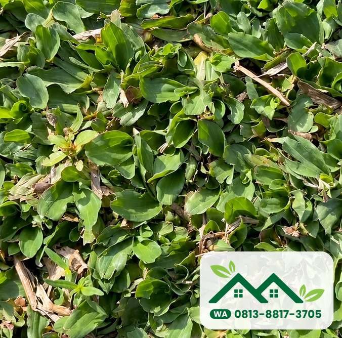 Daun rumput gajah mini yang rapat, cocok untuk halaman rumah yang agak teduh