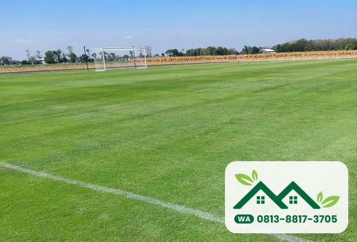 Hamparan rumput Zoysia Matrella (rumput Manila) yang tumbuh rapat